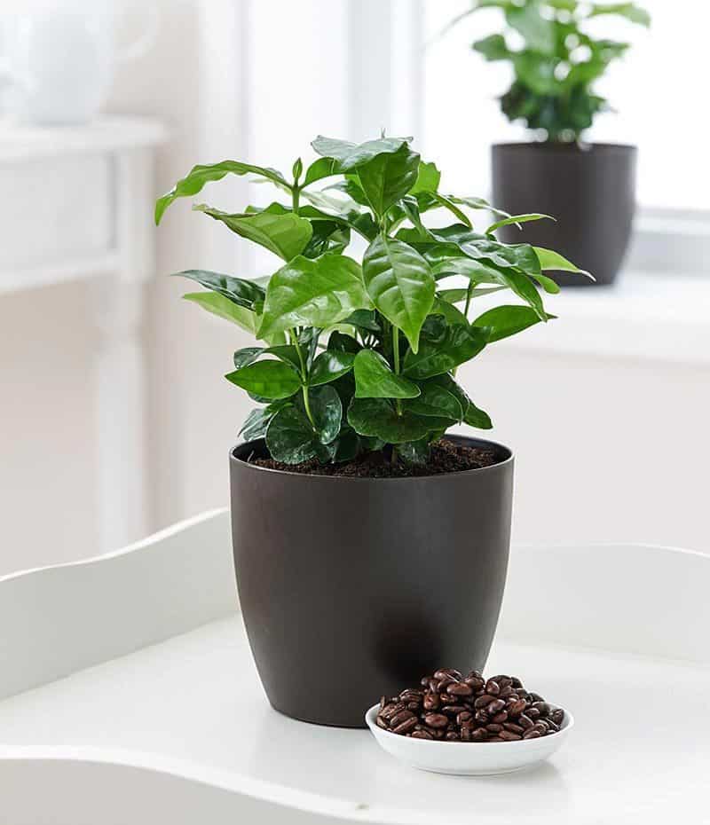 Уход за растением кофе арабика в комнатных условиях