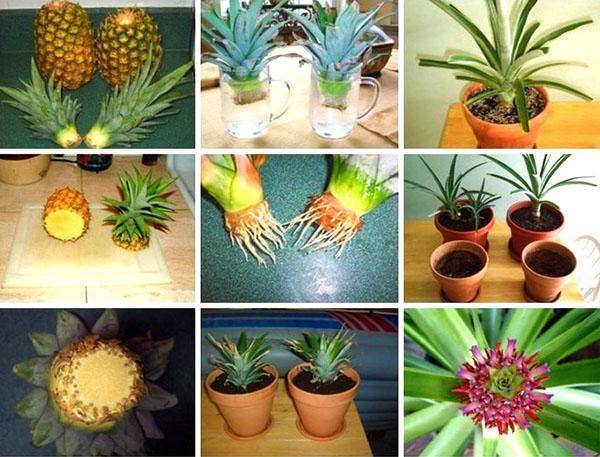 Как вырастить ананас из верхушки в домашних условиях + фото и видео
