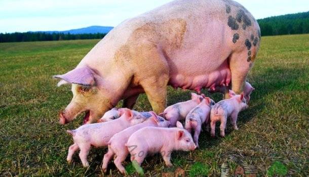 Беременность свиньи (39 фото): сколько месяцев длится беременность свиней разных пород? как понять, что свинья беременная? подготовка к опоросу в домашних условиях