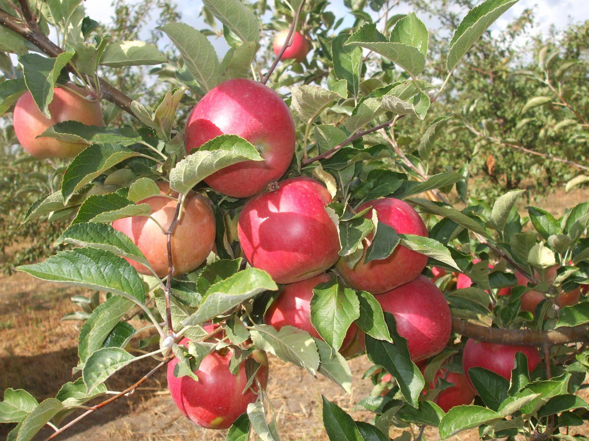 Сорт яблони спартан: фото и описание сорта