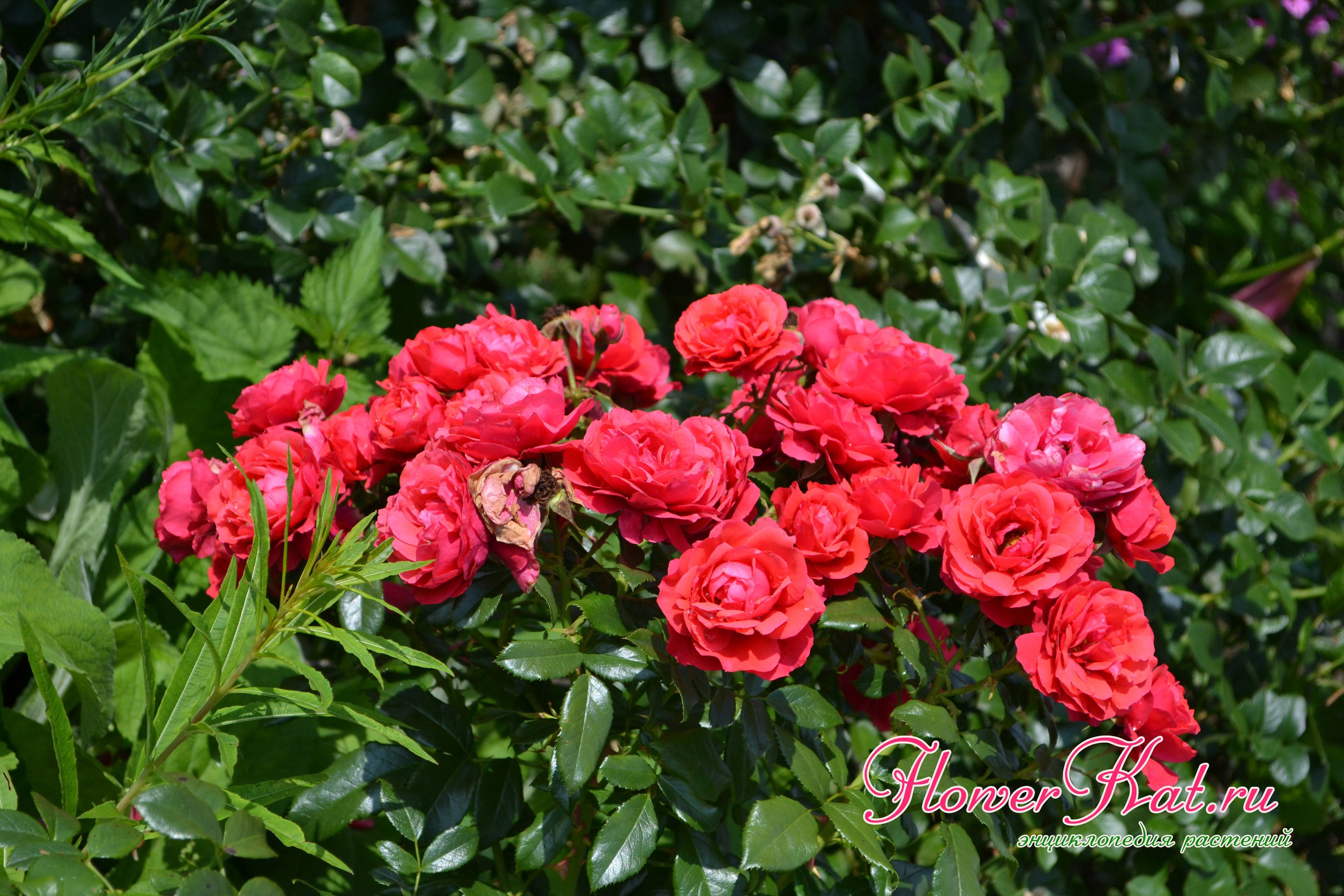 Розы флорибунда: сорта, посадка, выращивание и уход