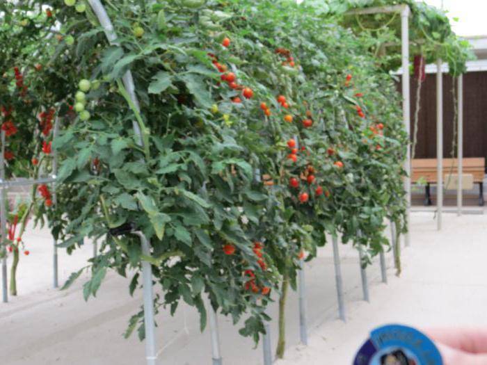 Цифомандра — выращиваем томатное дерево в комнате. уход в домашних условиях. фото — ботаничка.ru