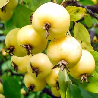 Яблоня китайка: характеристики сорта и выращивание