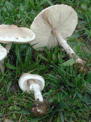 Описание съедобных видов грибов зонтиков, их ядовитые двойники