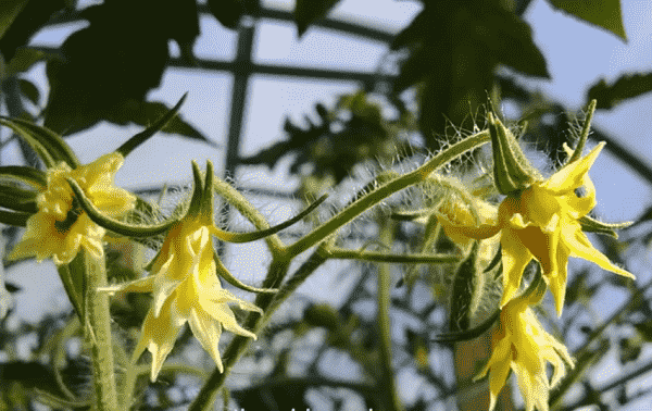Почему образуется пустоцвет на помидорах в теплице