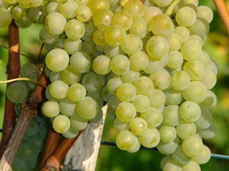 Виноград бианка: характеристика и описание сорта, посадка и уход