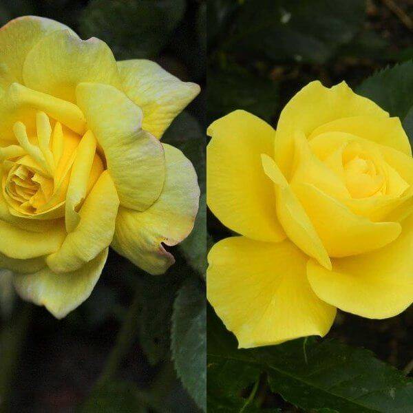 Роза флорибунда с описанием и фото
