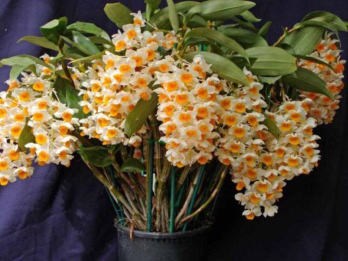 Орхидея дендробиум нобиле, уход в домашних условиях | ароматы и цветы для здоровья-красоты