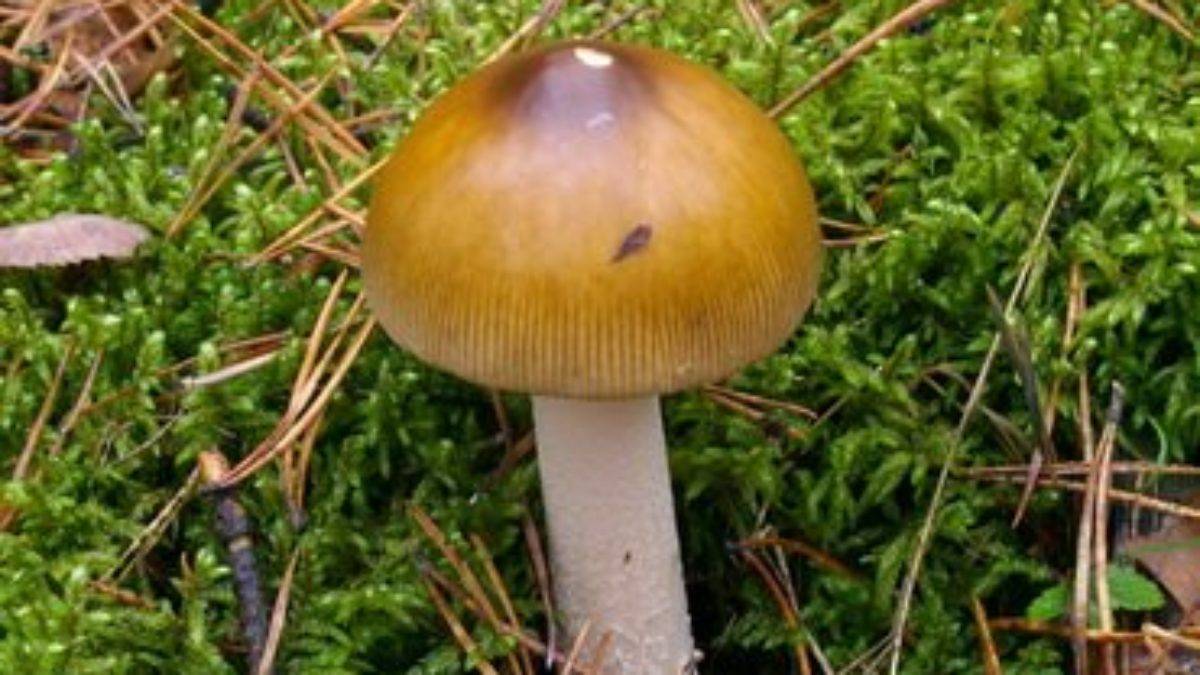 Какие грибы растут на тополе. где растёт и как выглядит гриб рядовка тополёвая