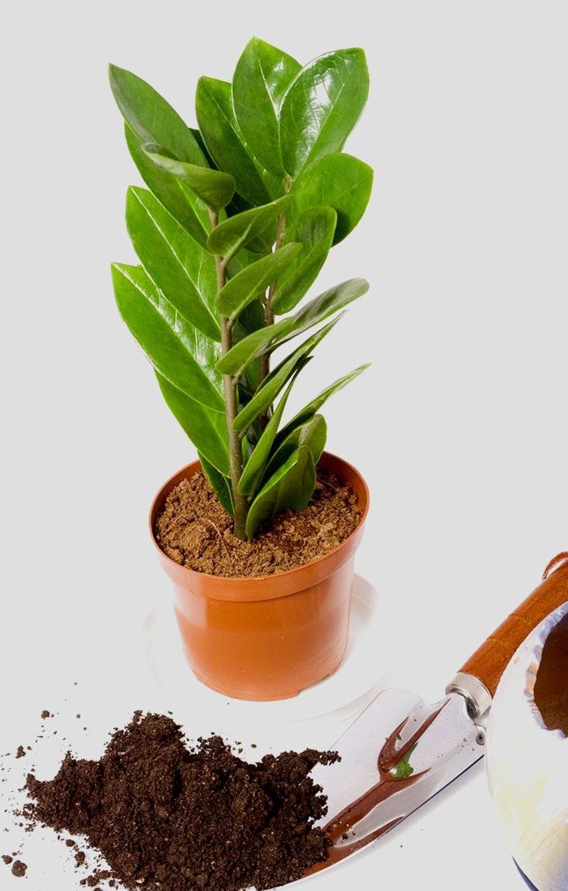 Размножение замиокулькаса (30 фото): как размножить «долларовое дерево» листом и черенками в домашних условиях? как его рассадить? как правильно вырастить?