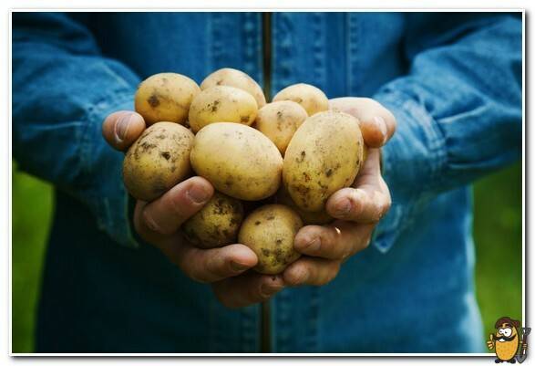 Картофель коломбо: характеристика сорта, отзывы, вкусовые качества, посадка и уход