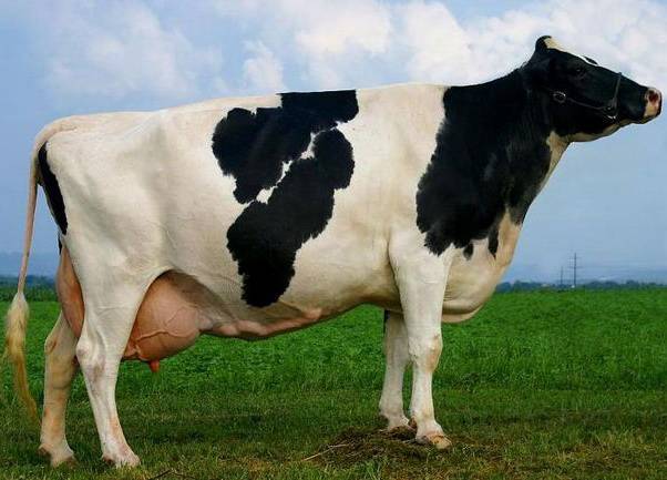 10 пород коров молочного направления: дойные, высокоудойные, какие бывают в россии, красная датская, норвежская
