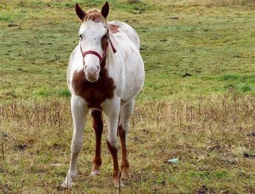 Беременность и роды лошади: сколько длятся и как проходят