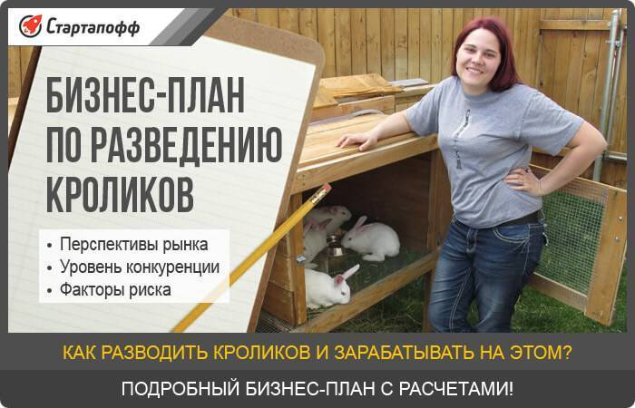 Бизнес на кроликах (март 2021) — vipidei.com