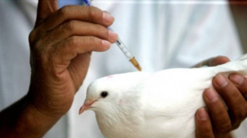 Вакцинация домашних голубей