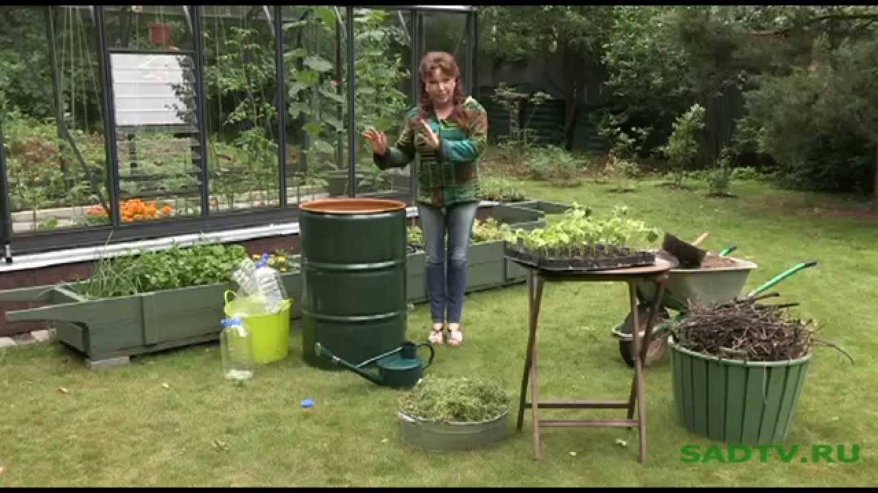 Огурцы в бочке: пошаговый мастер-класс выращивания огурцов в бочке (115 фото)