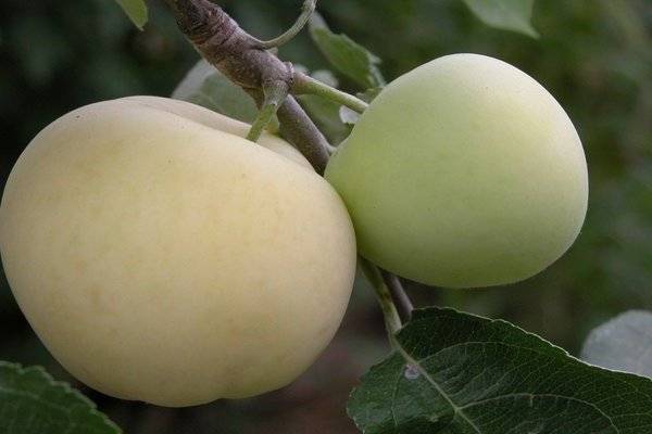 Характеристика и особенности яблони сорта «белый налив»