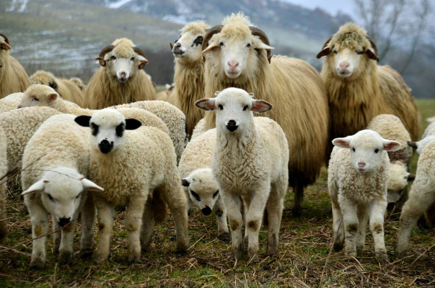 Тимпания у овец — agroxxi