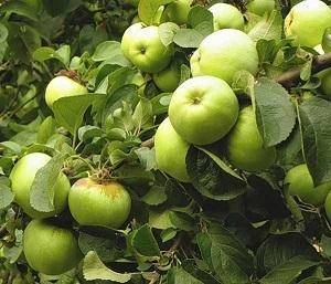 Описание сорта яблок антоновка