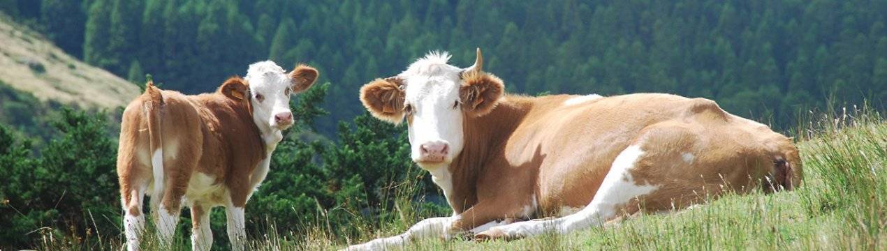 Спаривание коровы с быком и альтернативные способы