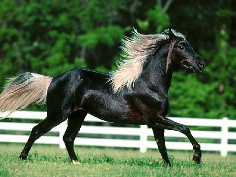 Чубарая масть лошади: фото, описание