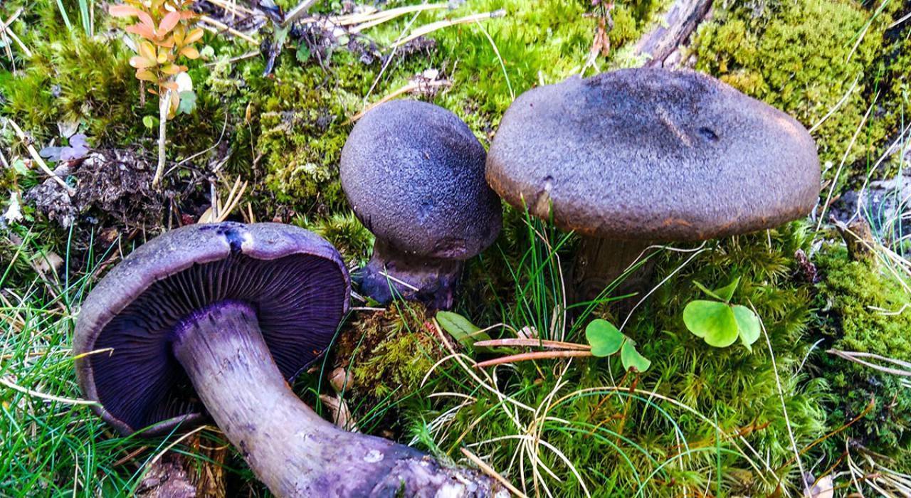 Октябрьские грибы: съедобные и несъедобные виды - огород, сад, балкон - медиаплатформа миртесен