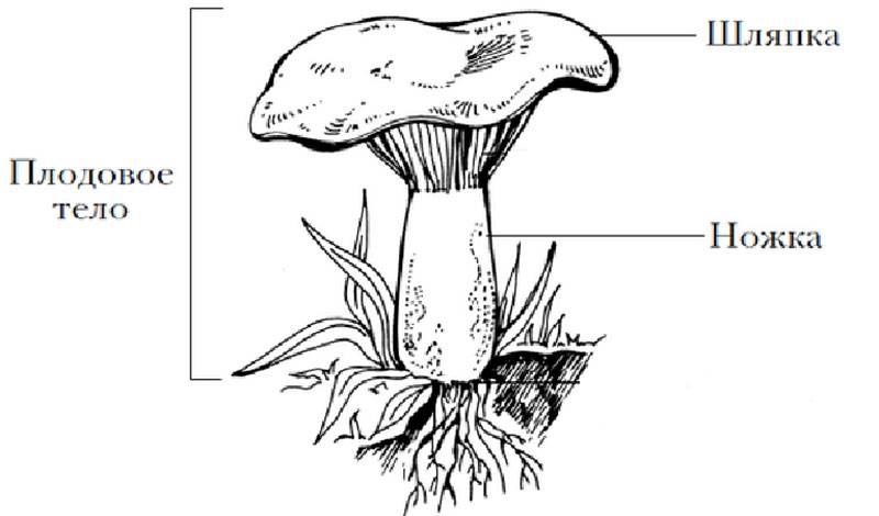 Строение гриба – от грибницы до шляпки