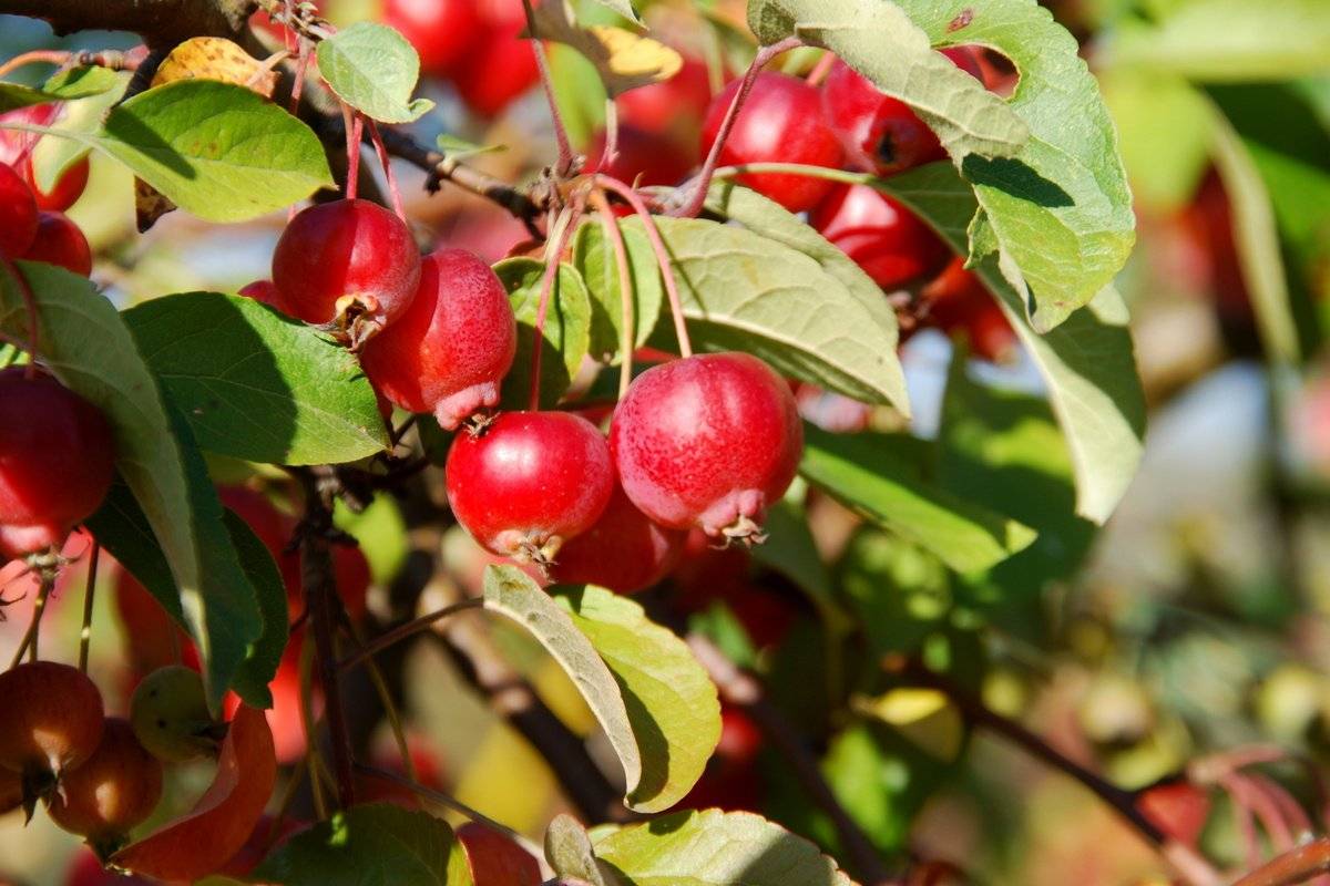 Описание сорта яблони юнга: фото яблок, важные характеристики, урожайность с дерева
