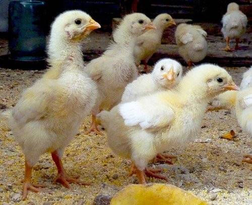Суточные цыплята: чем кормить и какие условия нужны для содержания?
