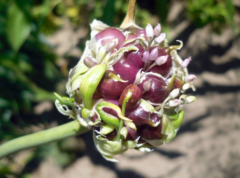 ✅ все о посадке бульбочек чеснока весной: способ выращивания из бульбочек - tehnomir32.ru