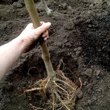 Как посадить грушу весной и осенью — пошаговое руководство