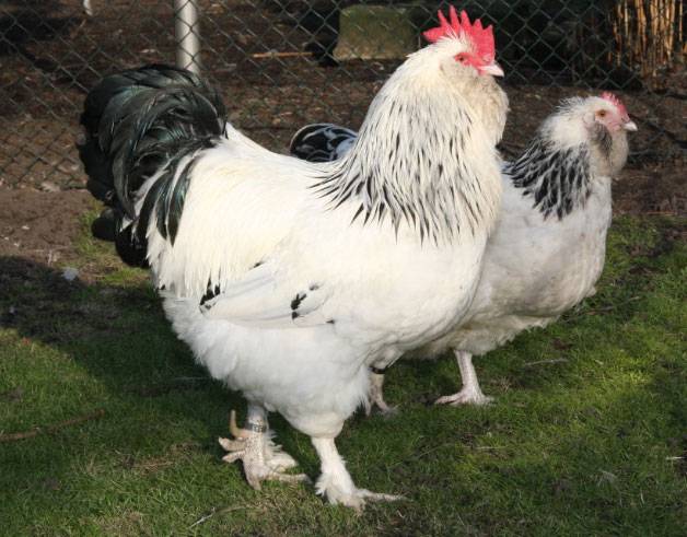 Курицы породы Фавероль