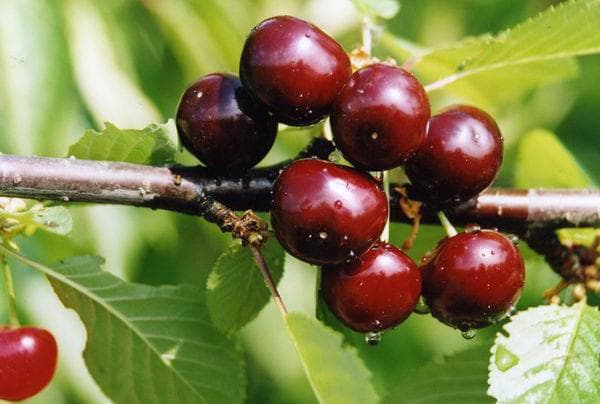 Любская вишня: характеристика и описание сорта, выращивание и уход