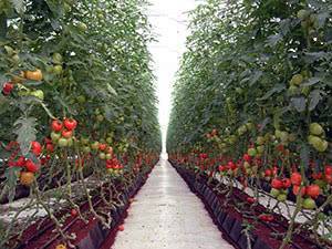 Выращивание томатов в теплице из поликарбоната: советы агрономов