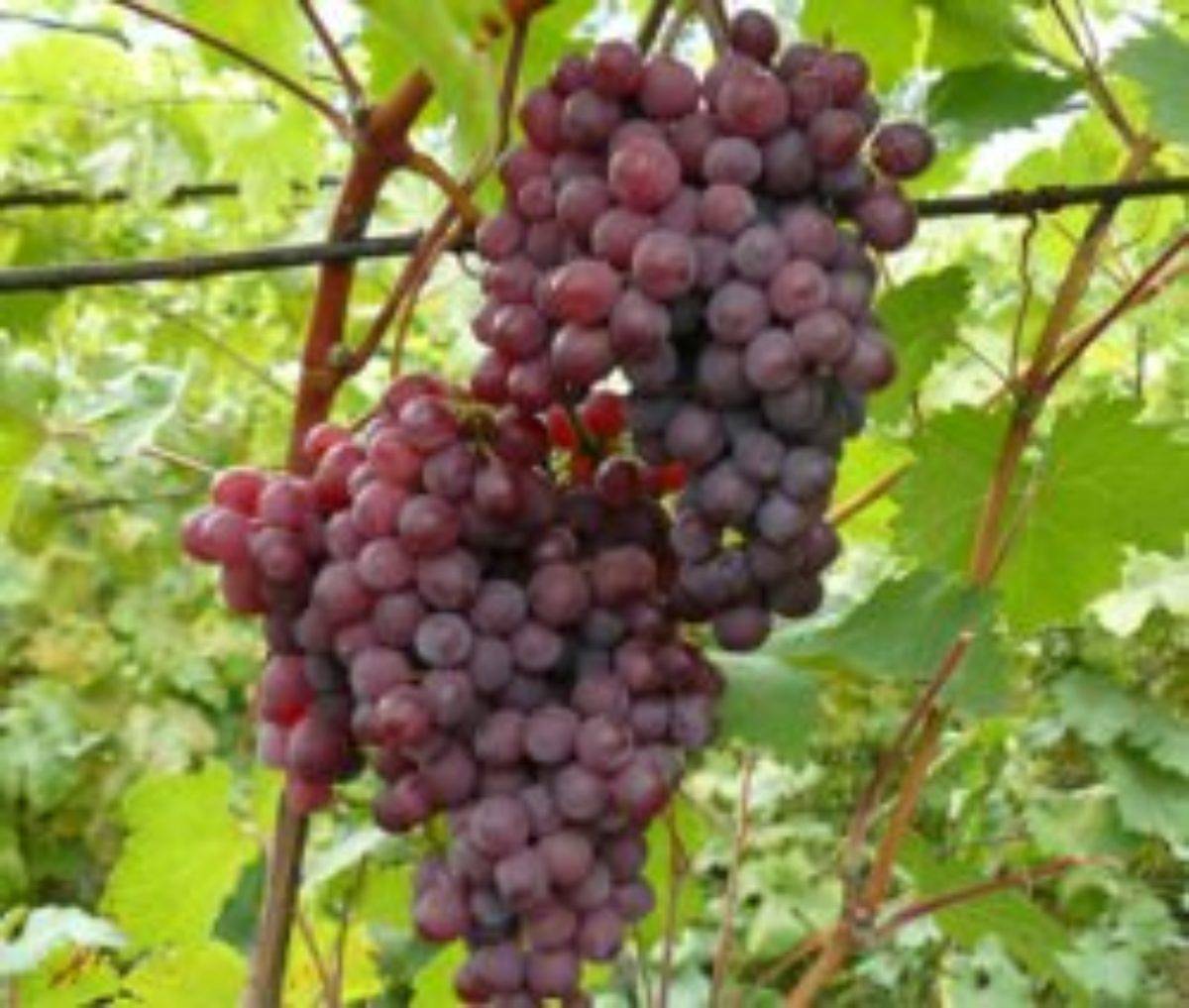 Сорт винограда Русский ранний
