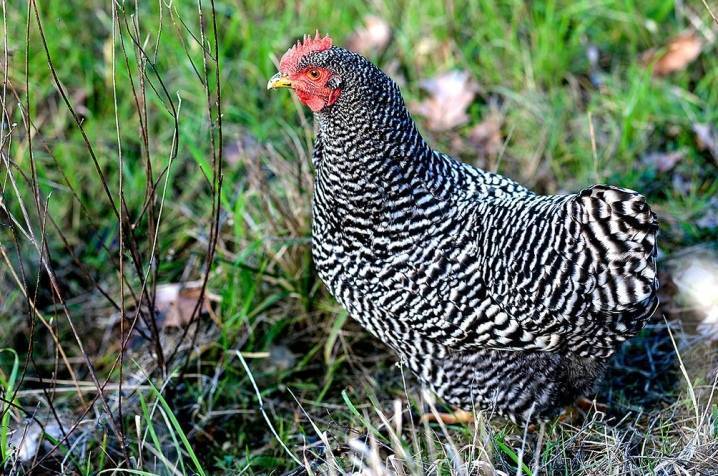 Курицы породы амрокс — описание, отзывы, характеристика, условия содержания. | cельхозпортал