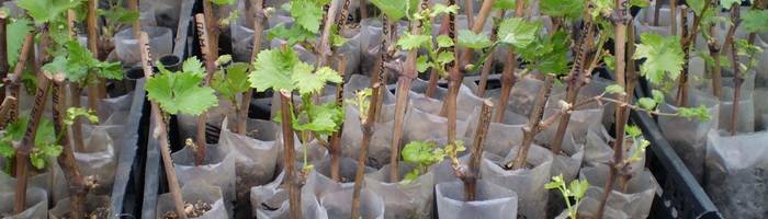 Проращивание черенков винограда весной в домашних условиях.