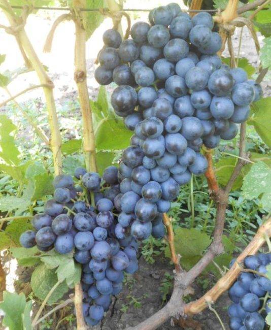 Описание винограда ягуар - мыдачники