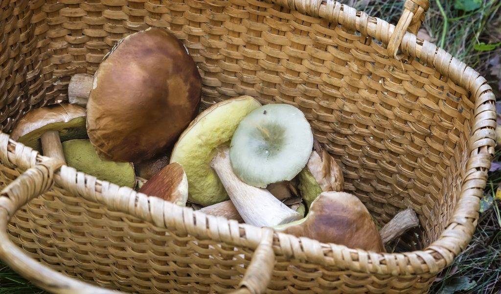 Значение грибов в природе и жизни человека