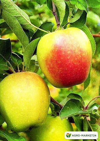 Описание сорта яблони веньяминовское: фото яблок, важные характеристики, урожайность с дерева