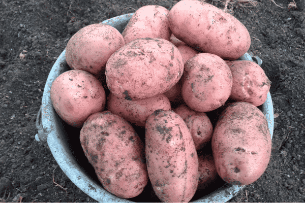 ᐉ сорта картофеля для центрально-черноземного региона: список - roza-zanoza.ru