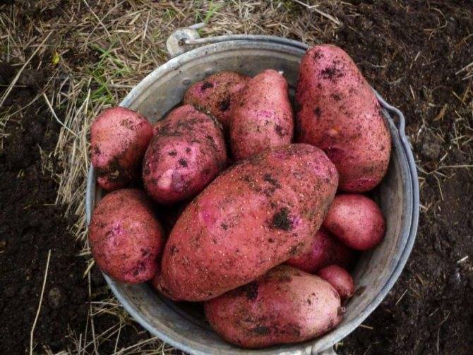 Описание картофеля сильвана - агрономы