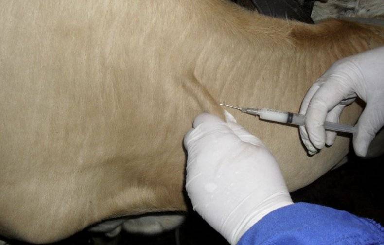 Лечение болезней вымени коров: бородавки, папилломы, ушибы, отеки, трещины