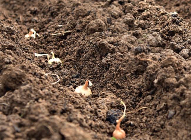 Как сажать лук севок – советы опытных огородников + видео