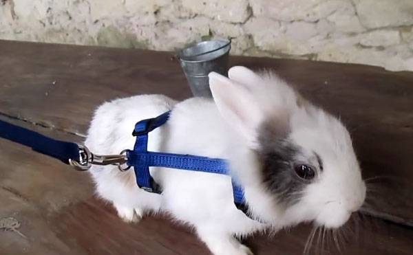 Описание шлейки для кролика
