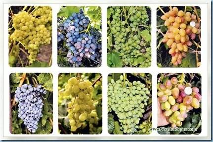Сорта винограда для средней полосы россии