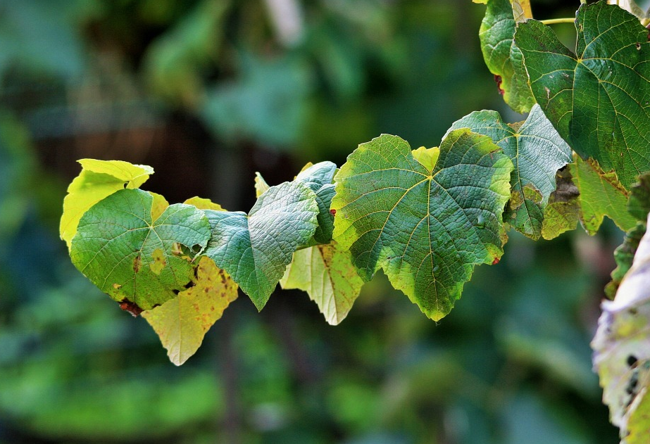 О чем «говорит» лист винограда