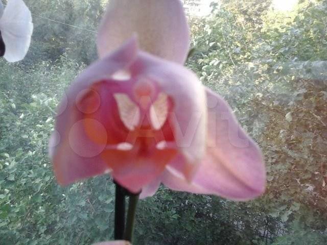 Орхидея фаленопсис: виды фаленопсис, характеристика и описание