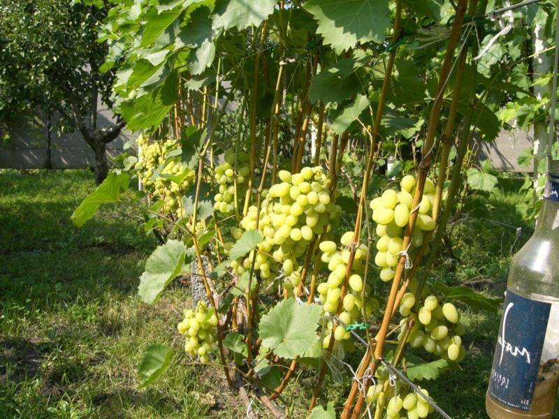 Описание и характеристики винограда сорта плевен, отзывы садоводов