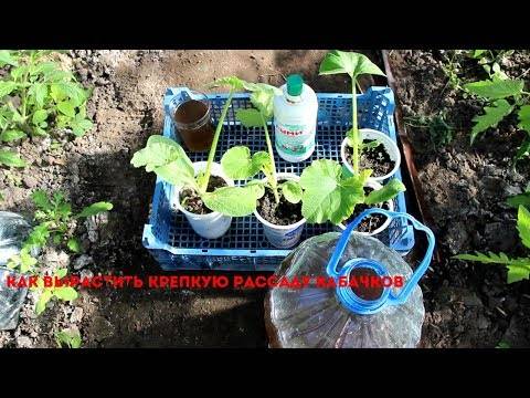 Кабачки выращивание и уход в открытом грунте: советы и хитрости, видео и фото